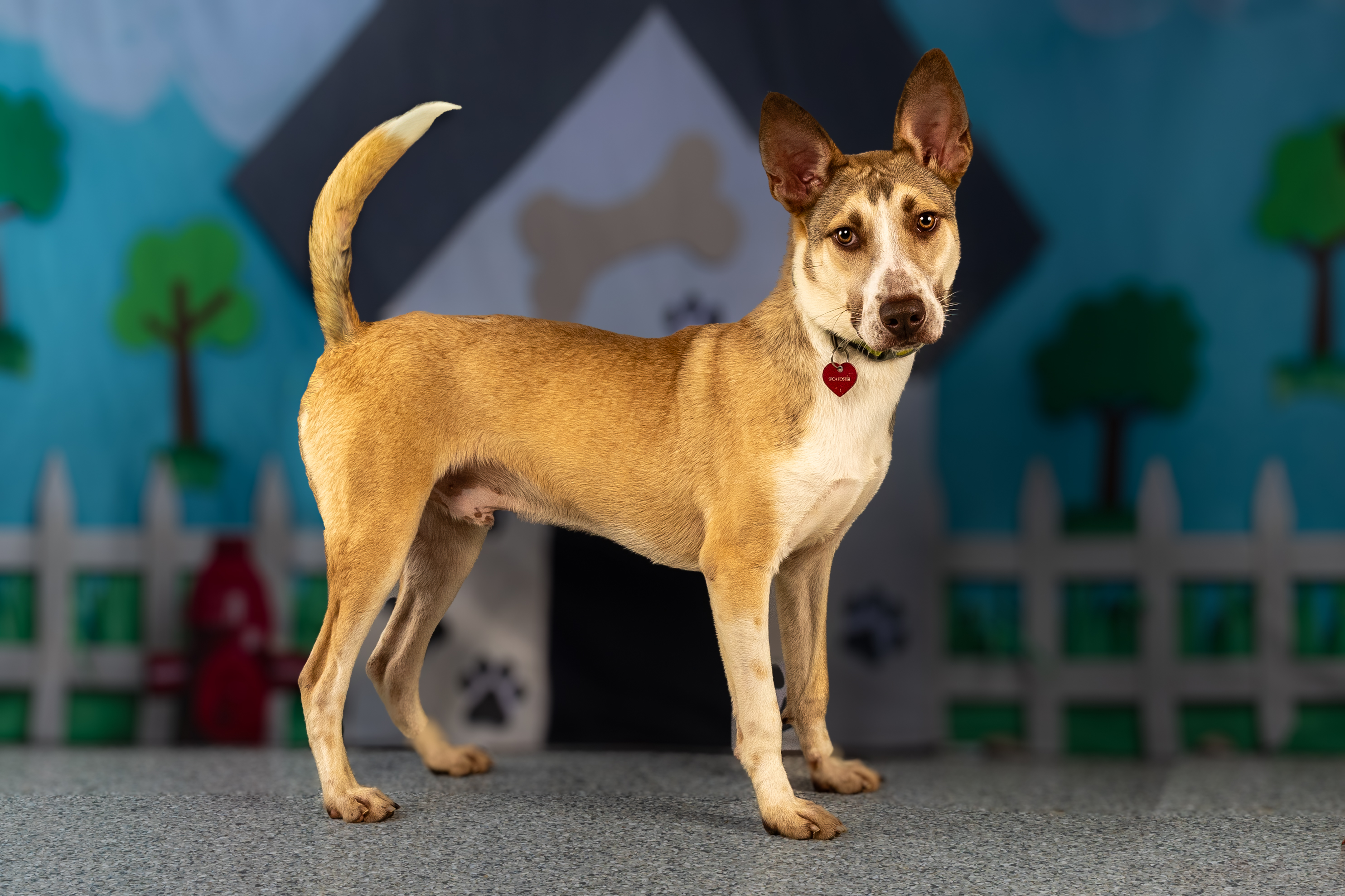 Enlarge Shy Guy, a Adoptable mixed breed in Tyler, TX image 6/6