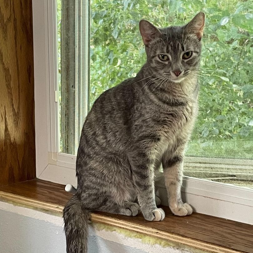 Enlarge Rain, a Adoptable Tabby in Menasha, WI image 8/10