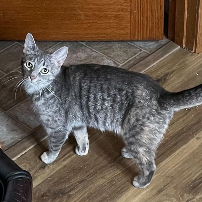 Enlarge Rain, a Adoptable Tabby in Menasha, WI image 1/10