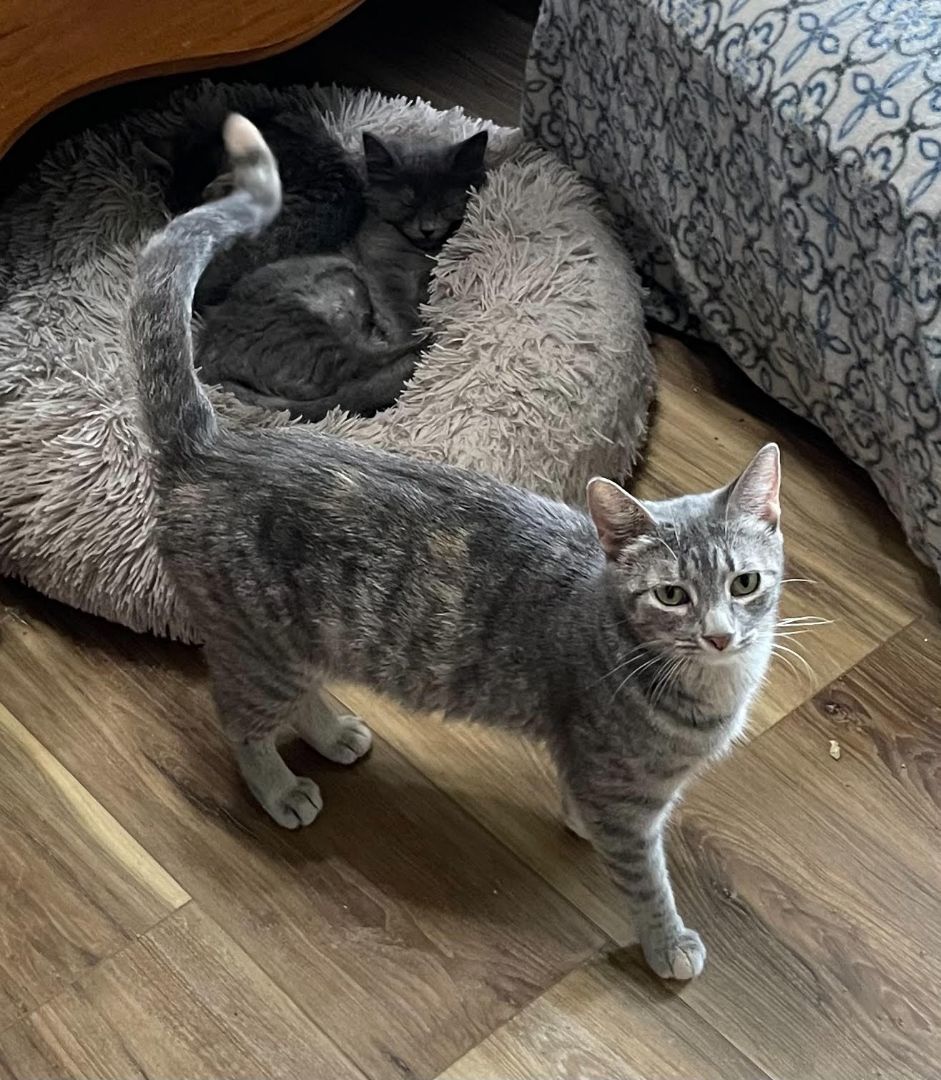 Enlarge Rain, a Adoptable Tabby in Menasha, WI image 9/10