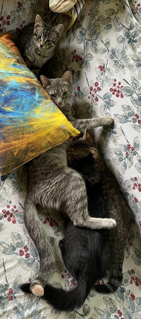 Enlarge Rain, a Adoptable Tabby in Menasha, WI image 10/10