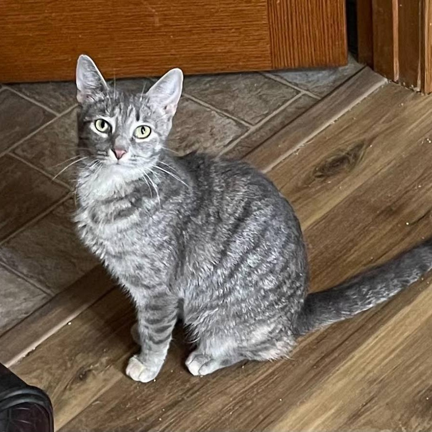 Enlarge Rain, a Adoptable Tabby in Menasha, WI image 7/10