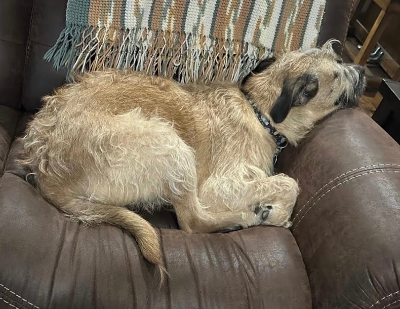 Enlarge Huckleberry, a Adoptable Border Terrier in Independence, MO image 2/5