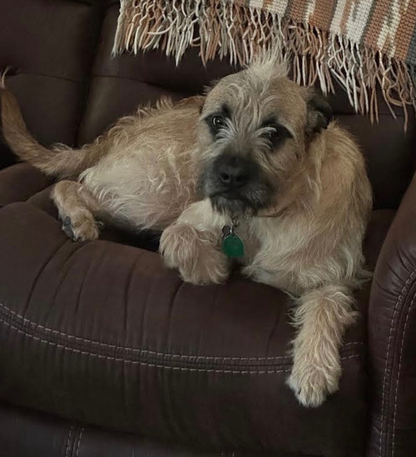Enlarge Huckleberry, a Adoptable Border Terrier in Independence, MO image 3/5