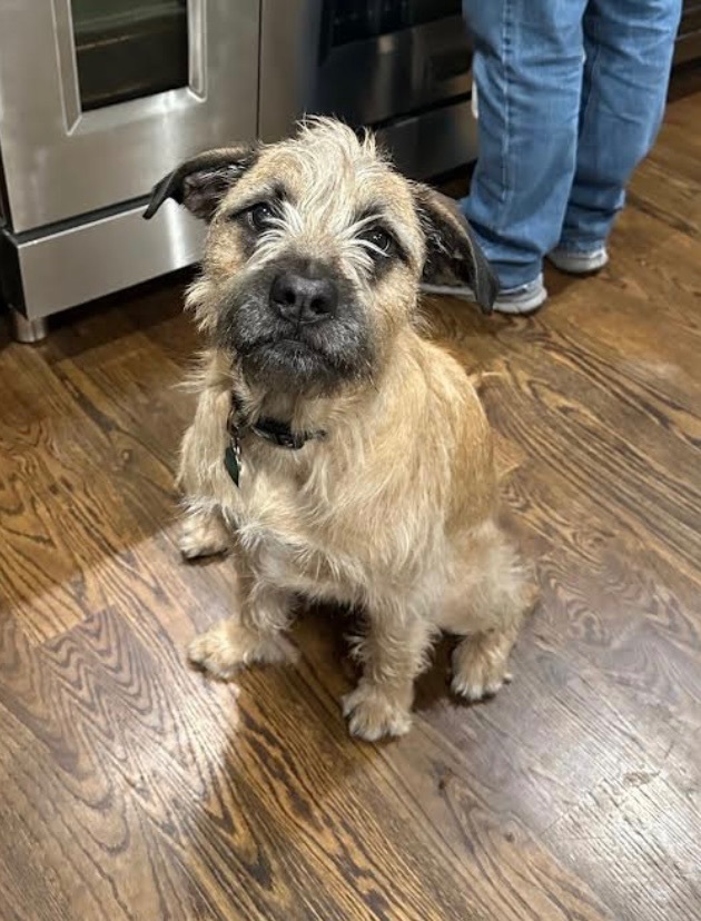 Enlarge Huckleberry, a Adoptable Border Terrier in Independence, MO image 4/5