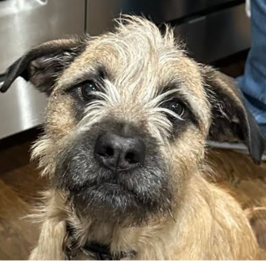 Enlarge Huckleberry, a Adoptable Border Terrier in Independence, MO image 1/5