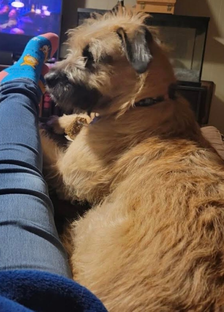 Enlarge Huckleberry, a Adoptable Border Terrier in Independence, MO image 5/5