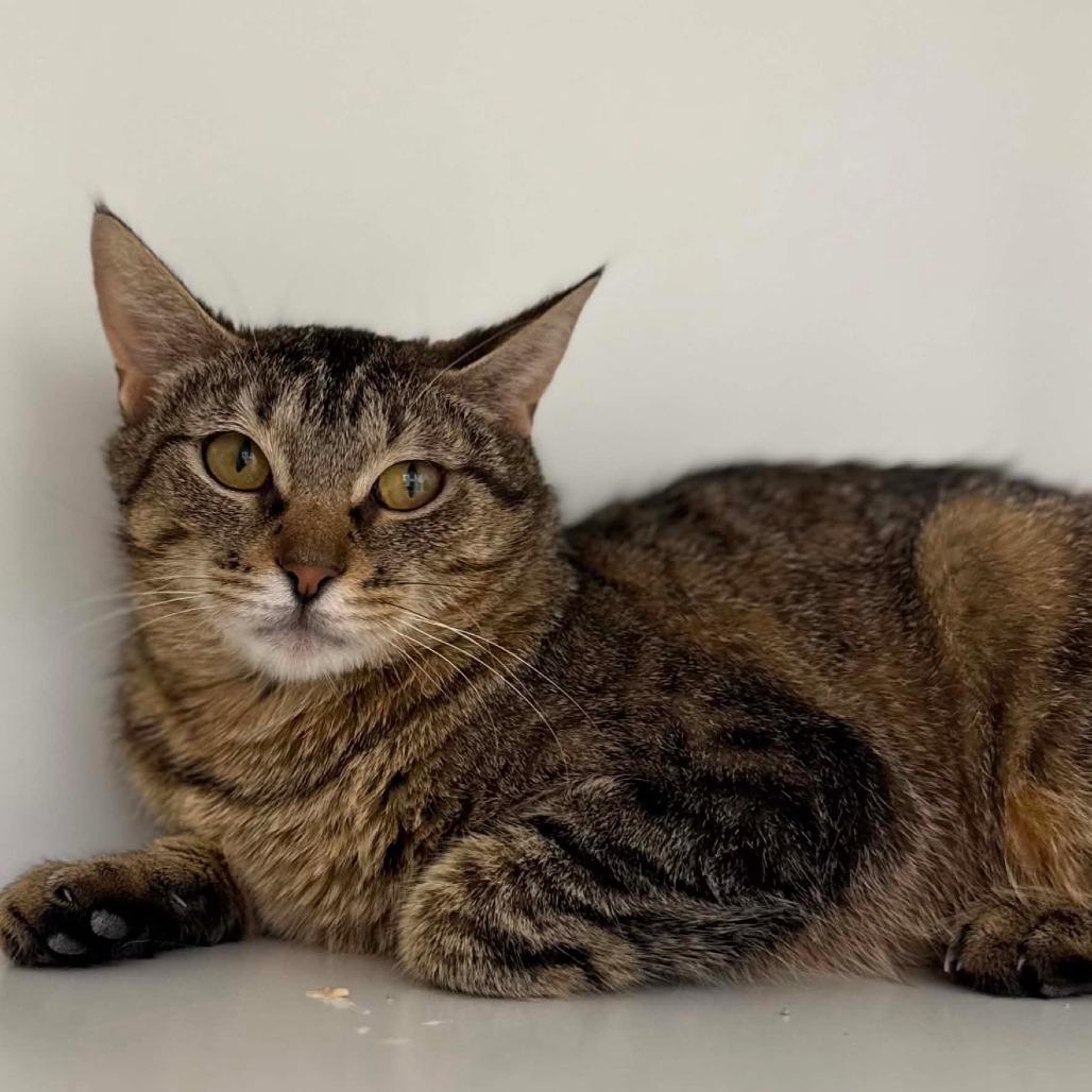 Enlarge Dazzle, a Adoptable Domestic Short Hair in Jasper, IN image 1/4