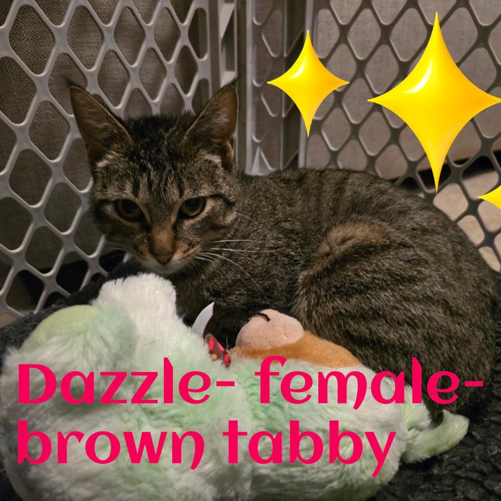 Enlarge Dazzle, a Adoptable Domestic Short Hair in Jasper, IN image 2/4