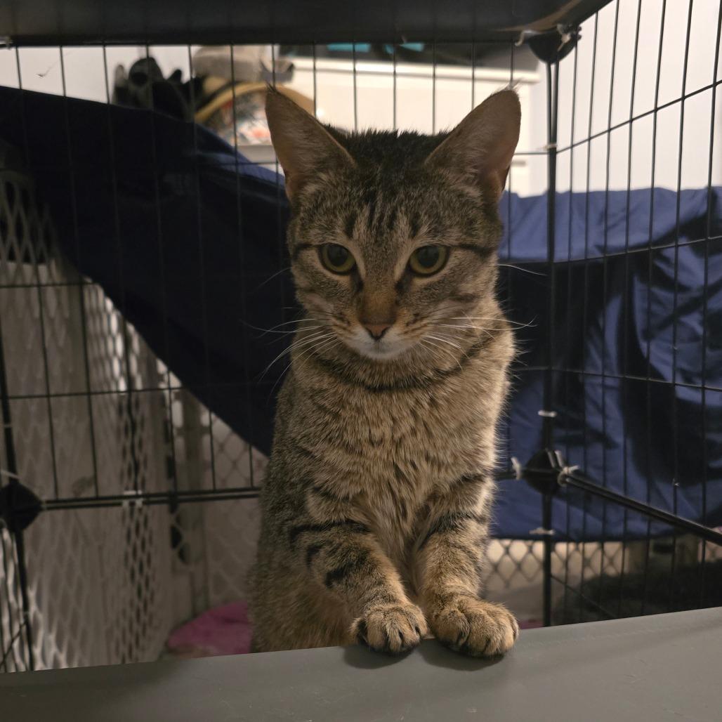 Enlarge Dazzle, a Adoptable Domestic Short Hair in Jasper, IN image 3/4
