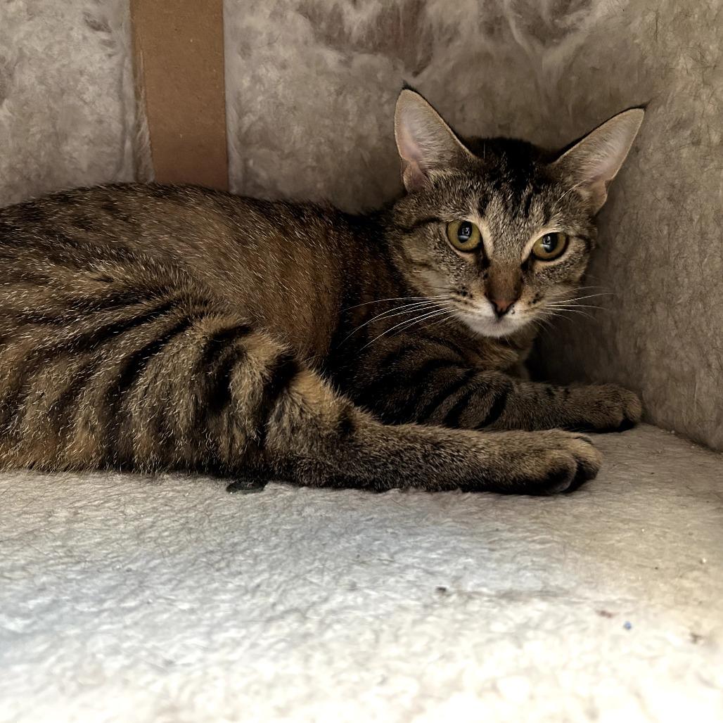 Enlarge Dazzle, a Adoptable Domestic Short Hair in Jasper, IN image 4/6