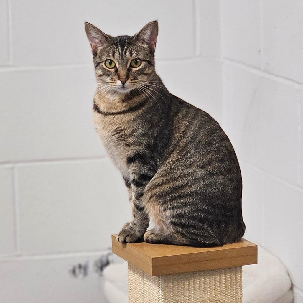 Enlarge Dazzle, a Adoptable Domestic Short Hair in Jasper, IN image 6/6
