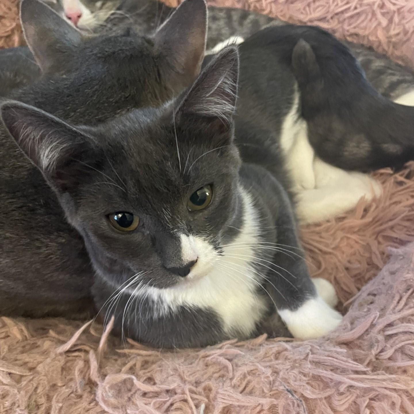 Fiona, an adopted Domestic Short Hair in Puyallup, WA image 3/5