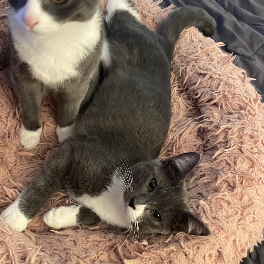 Fiona, an adopted Domestic Short Hair in Puyallup, WA image 2/5