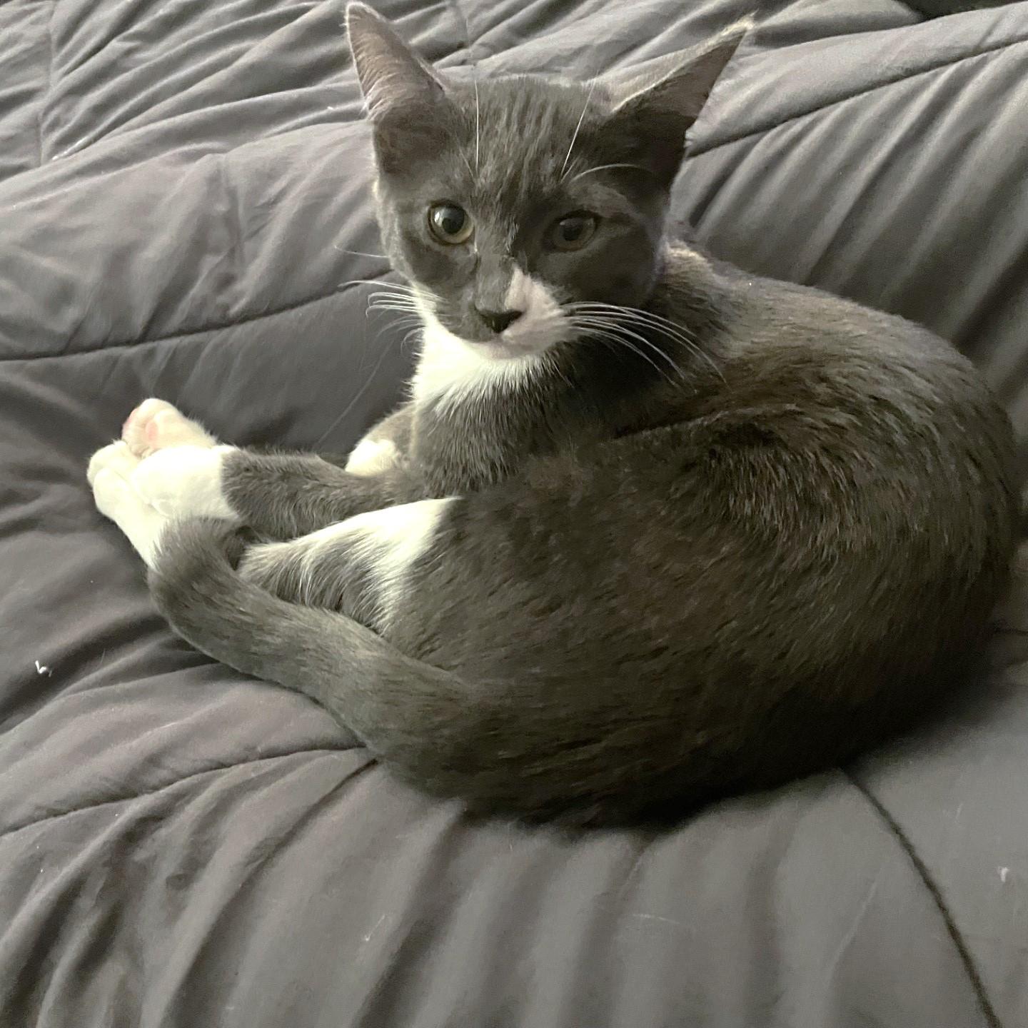 Fiona, an adopted Domestic Short Hair in Puyallup, WA image 1/5