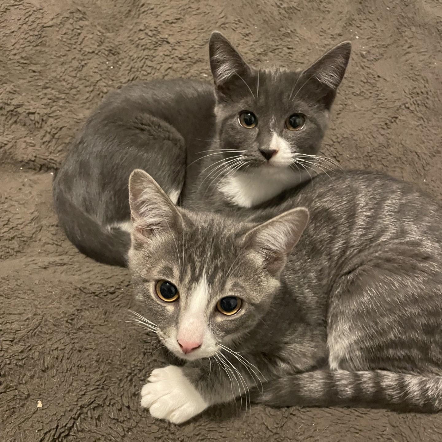 Fiona, an adopted Domestic Short Hair in Puyallup, WA image 5/5