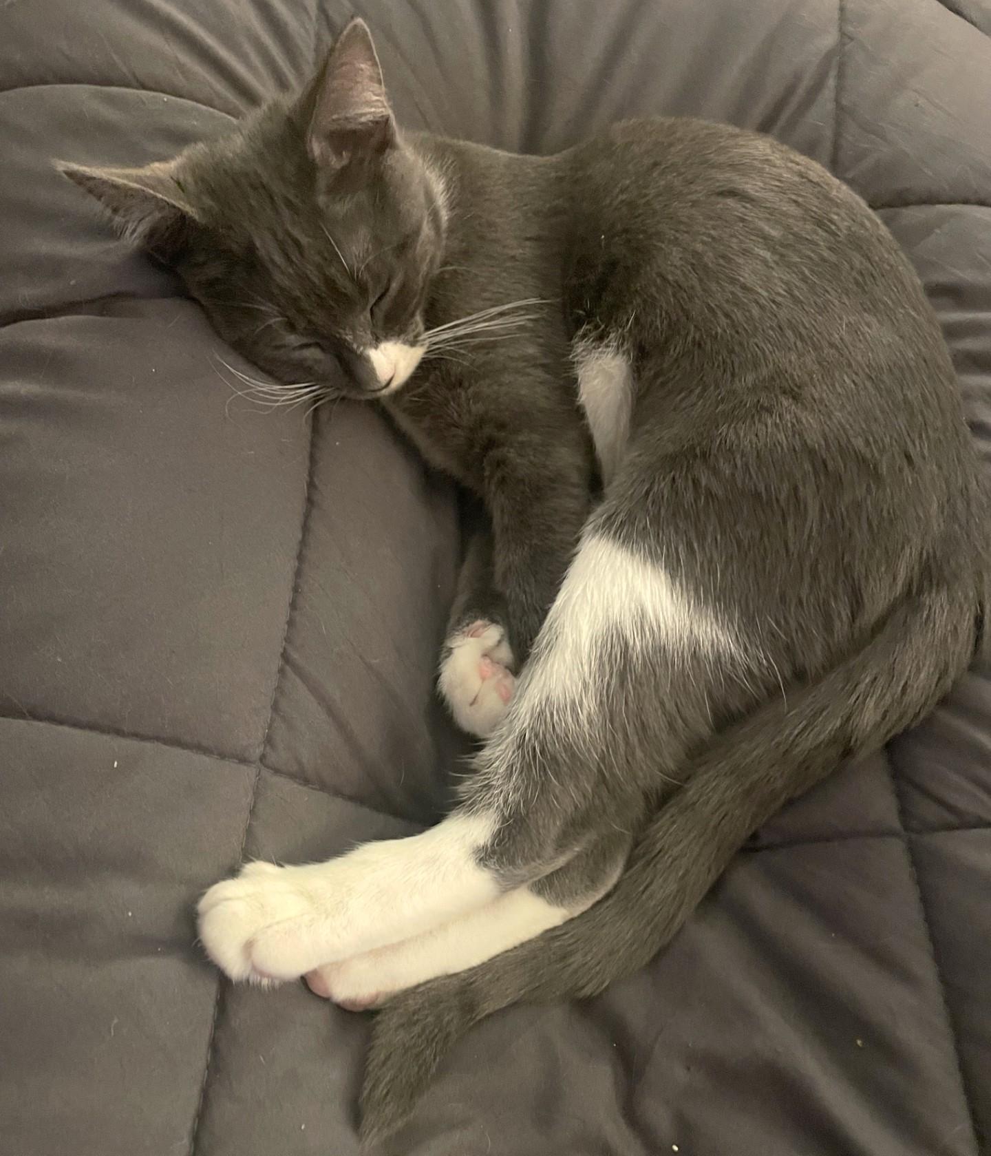 Fiona, an adopted Domestic Short Hair in Puyallup, WA image 4/5