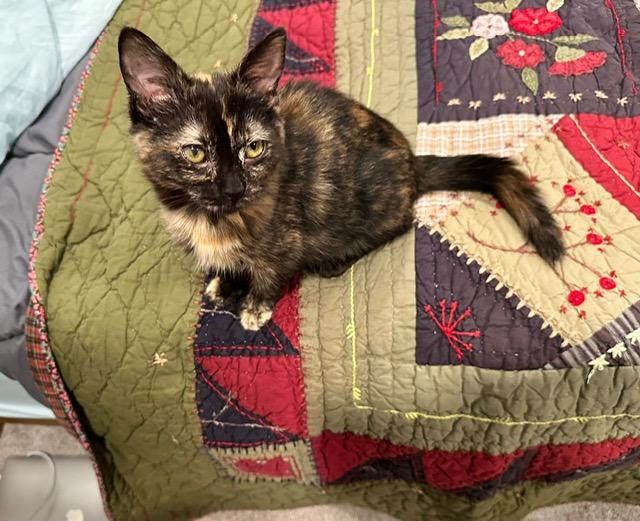 Cinder, ADOPTABLE, Kitten Female Tortoiseshell.