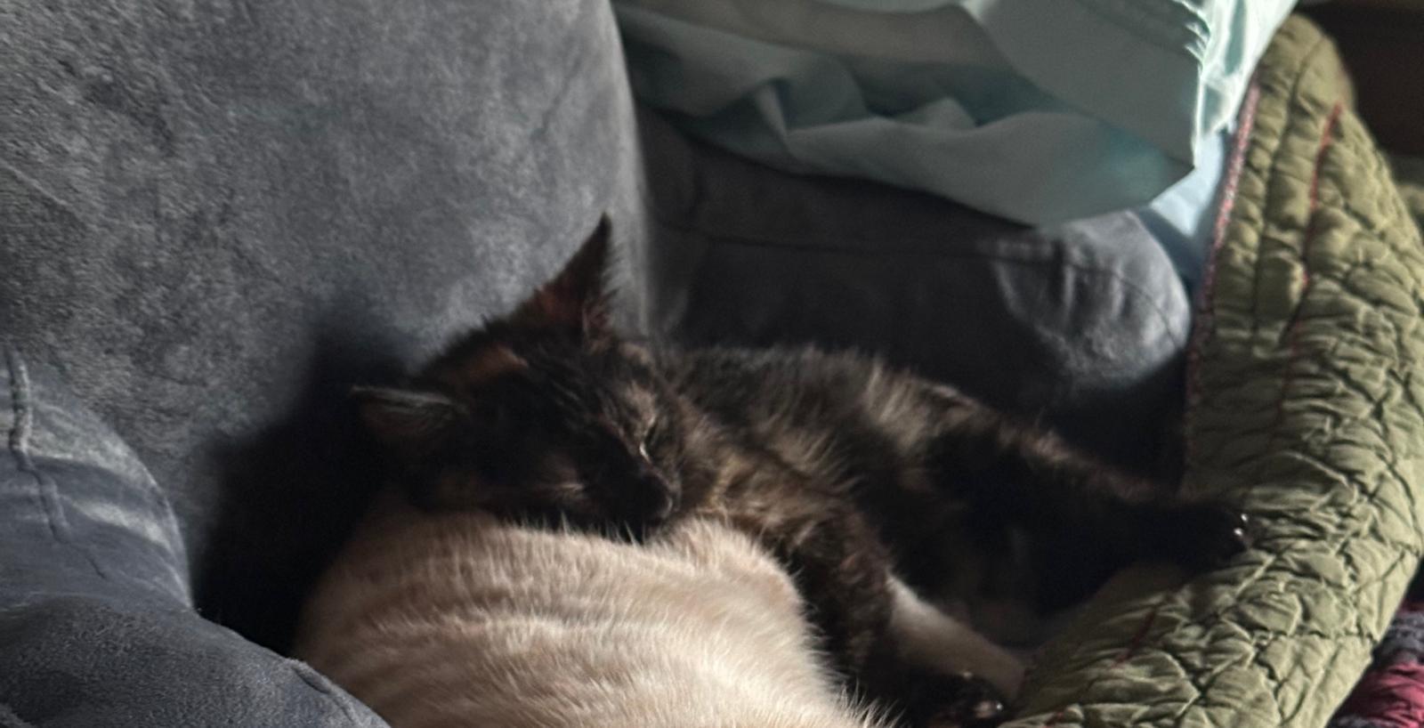 Enlarge Cinder, an adopted Tortoiseshell in Leesburg, VA image 2/4