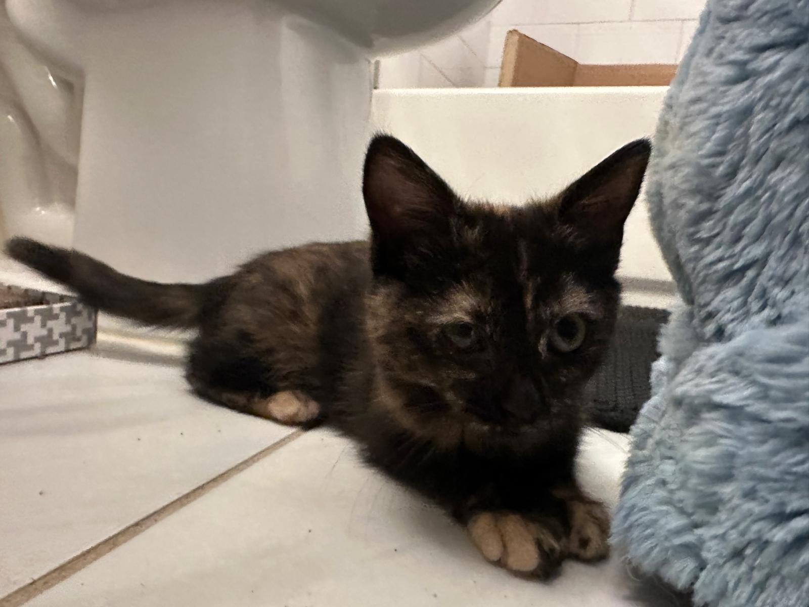 Enlarge Cinder, an adopted Tortoiseshell in Leesburg, VA image 4/4