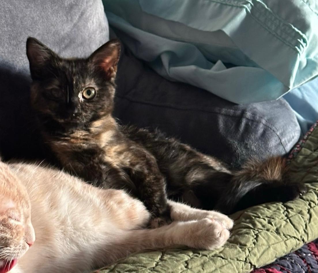 Enlarge Cinder, an adopted Tortoiseshell in Leesburg, VA image 3/4