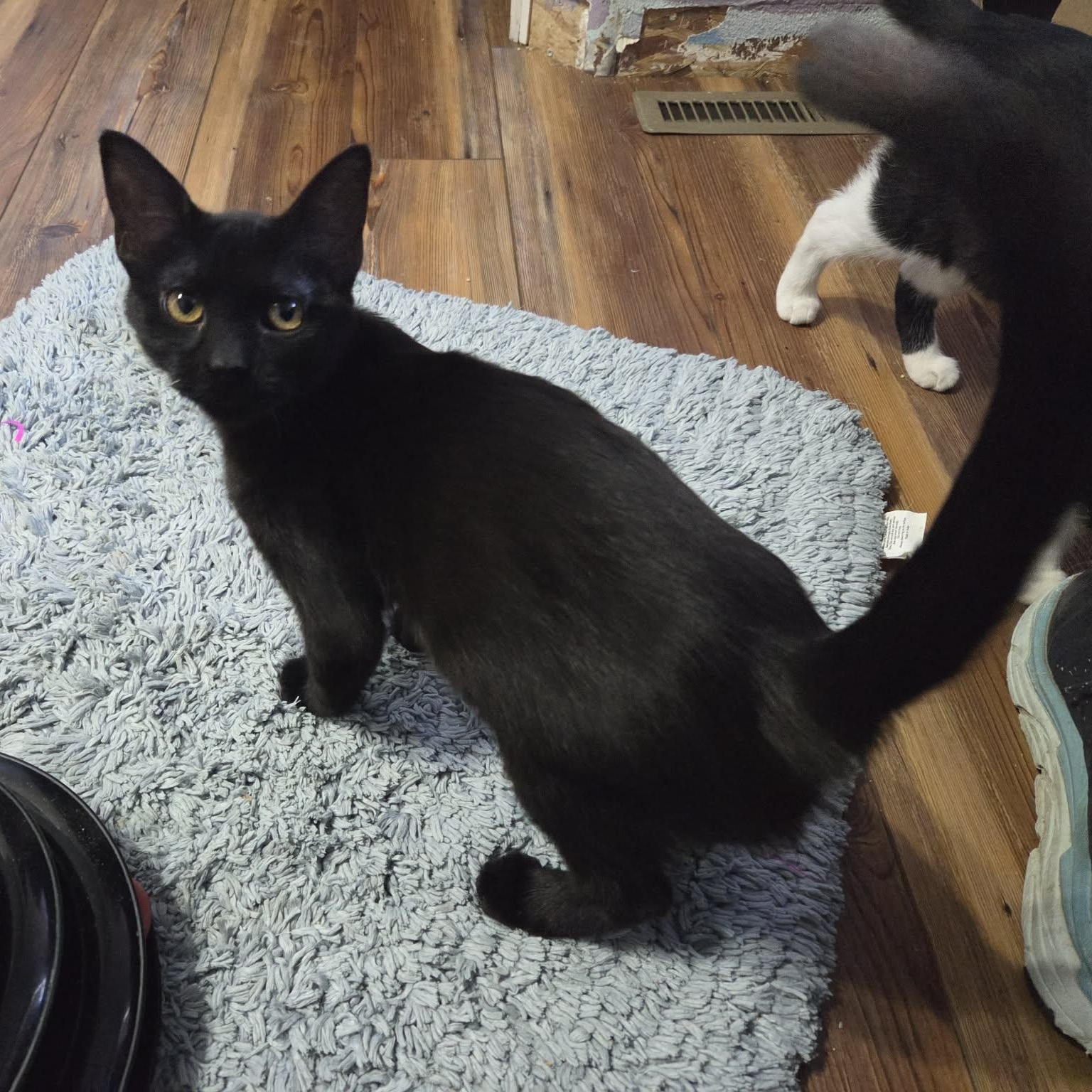 Enlarge CURIE - FelV+, a ADOPTABLE Domestic Short Hair in Loveland, CO image 5/6