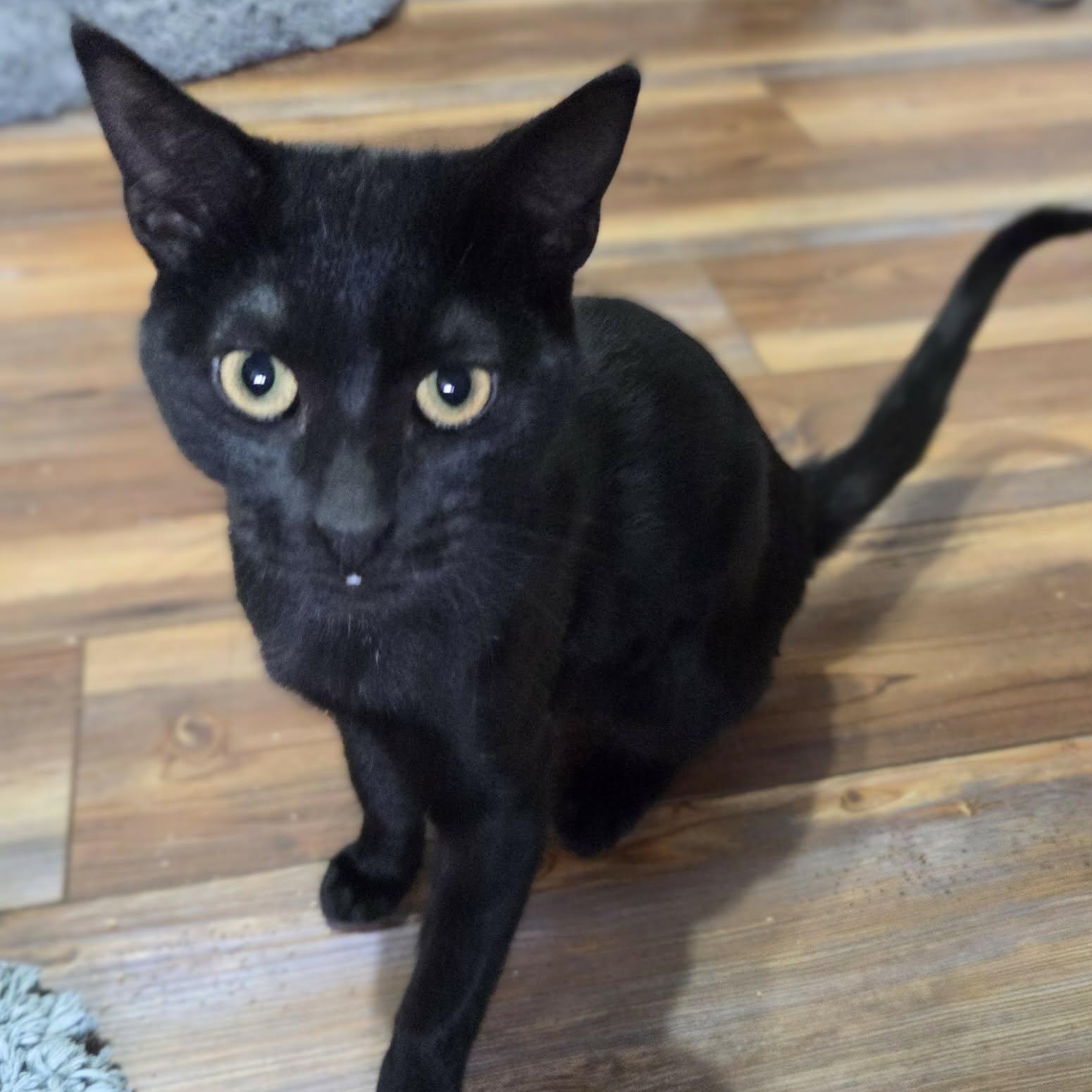 Enlarge CURIE - FelV+, a ADOPTABLE Domestic Short Hair in Loveland, CO image 6/6