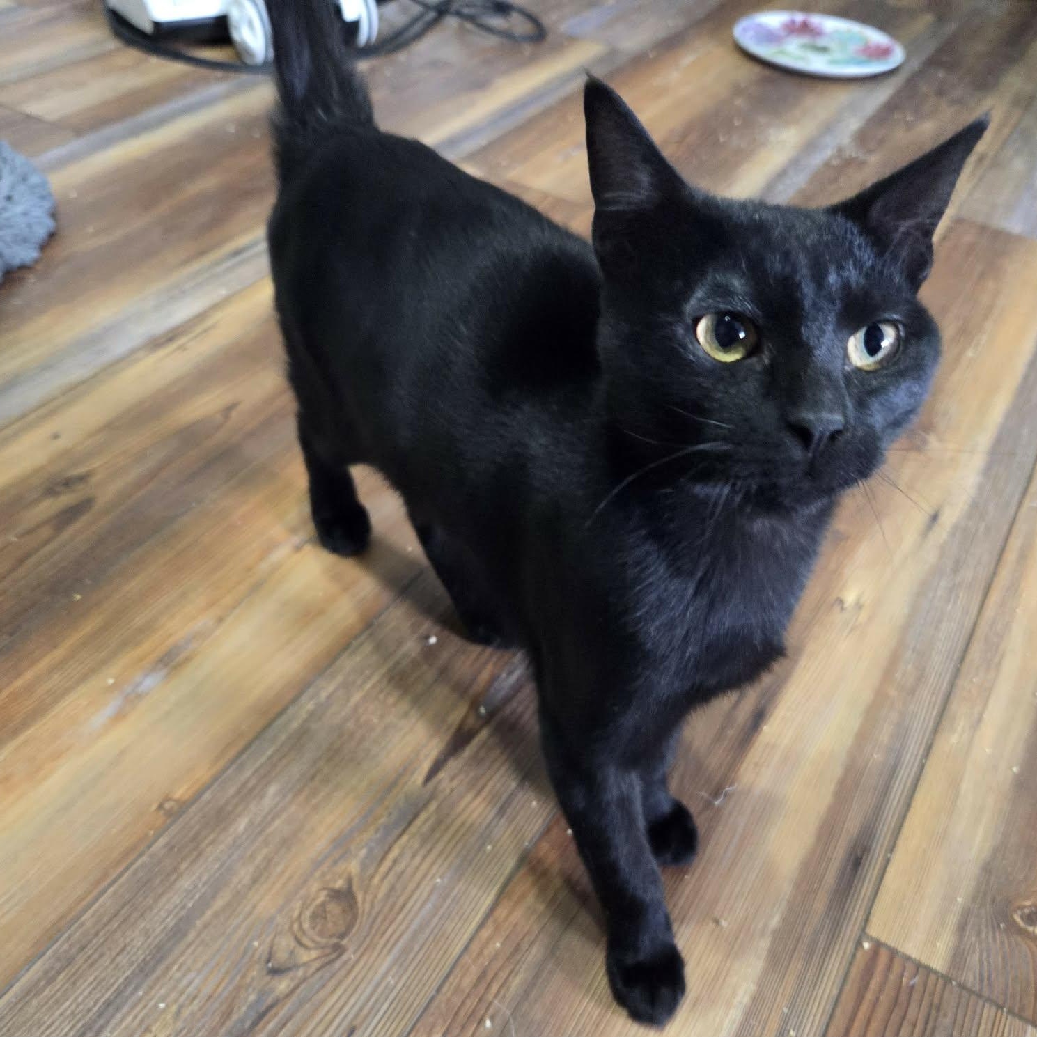 Enlarge CURIE - FelV+, a ADOPTABLE Domestic Short Hair in Loveland, CO image 2/6