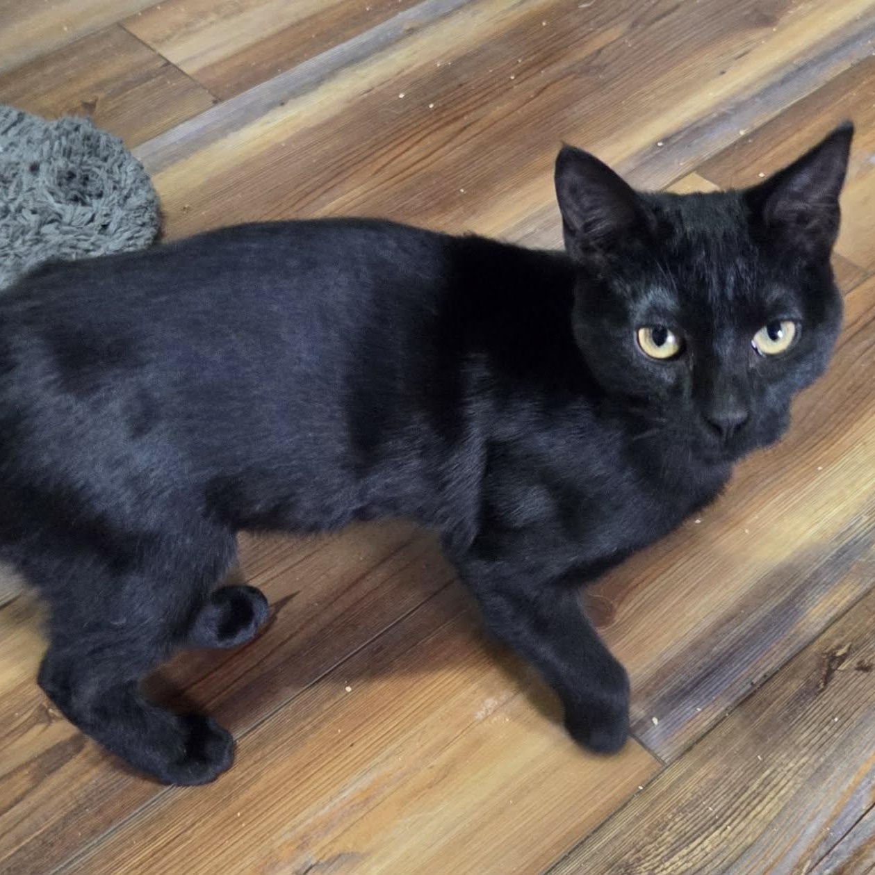 Enlarge CURIE - FelV+, a ADOPTABLE Domestic Short Hair in Loveland, CO image 4/6