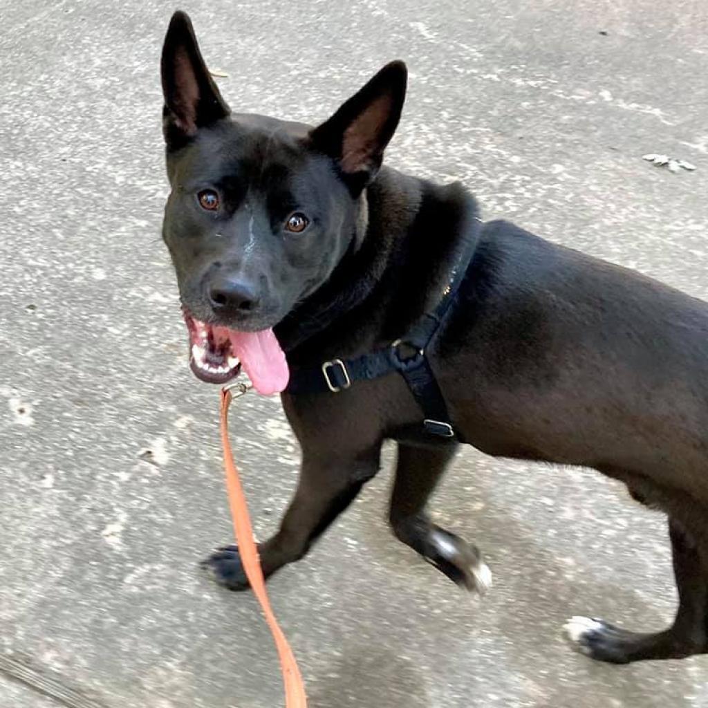 Jack, Adoptable, Adult Male Mixed Breed.