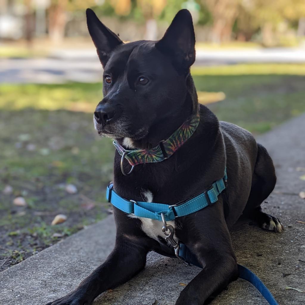 Enlarge Jack, a Adoptable Mixed Breed in Colorado Springs, CO image 2/6