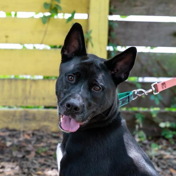 Enlarge Jack, a Adoptable Mixed Breed in Colorado Springs, CO image 3/6