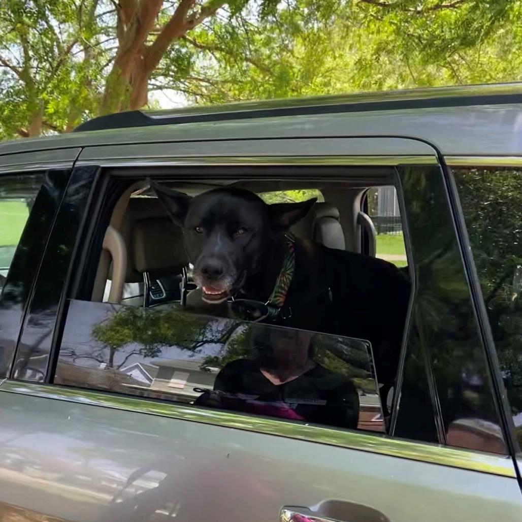 Enlarge Jack, a Adoptable Mixed Breed in Colorado Springs, CO image 4/6