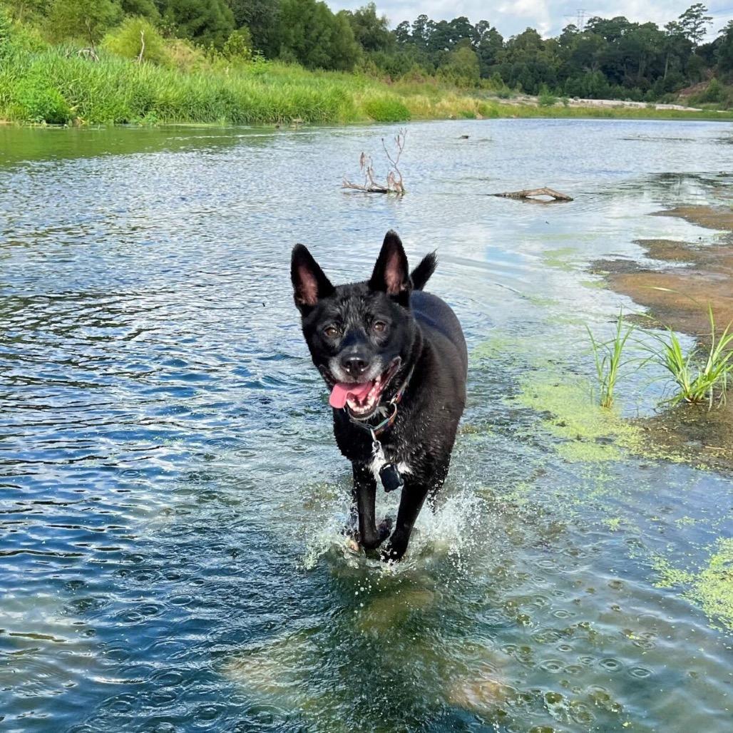 Enlarge Jack, a Adoptable Mixed Breed in Colorado Springs, CO image 5/6