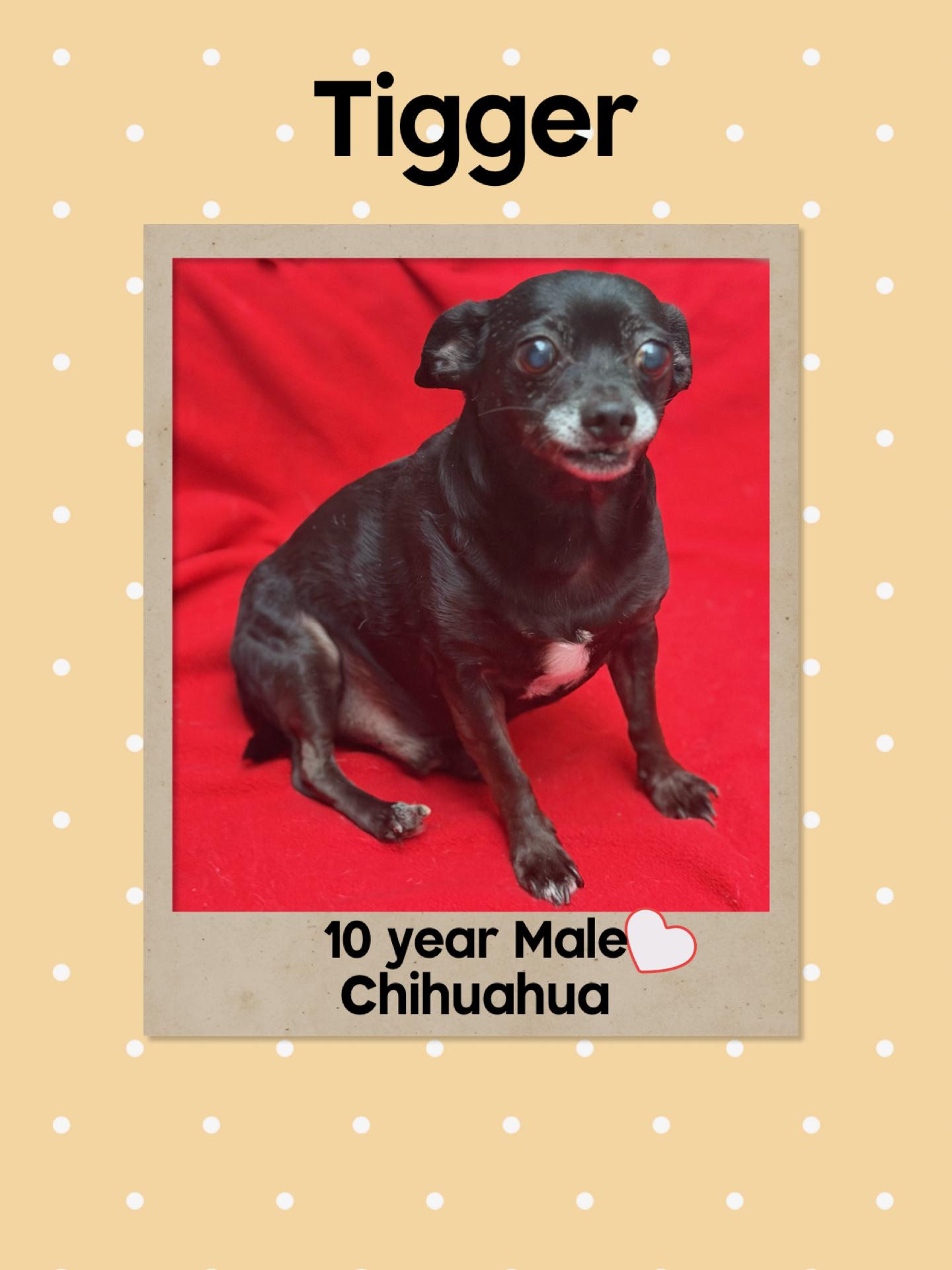 Enlarge TIGGER – 10 YEAR MALE CHIHUAHUA @ PETCO, 5011 E. RAY ROAD, PHX 85044 ON SATURDAY, DEC. 20th,  11–2PM, a Adoptable Chihuahua in Mesa, AZ image 1/1