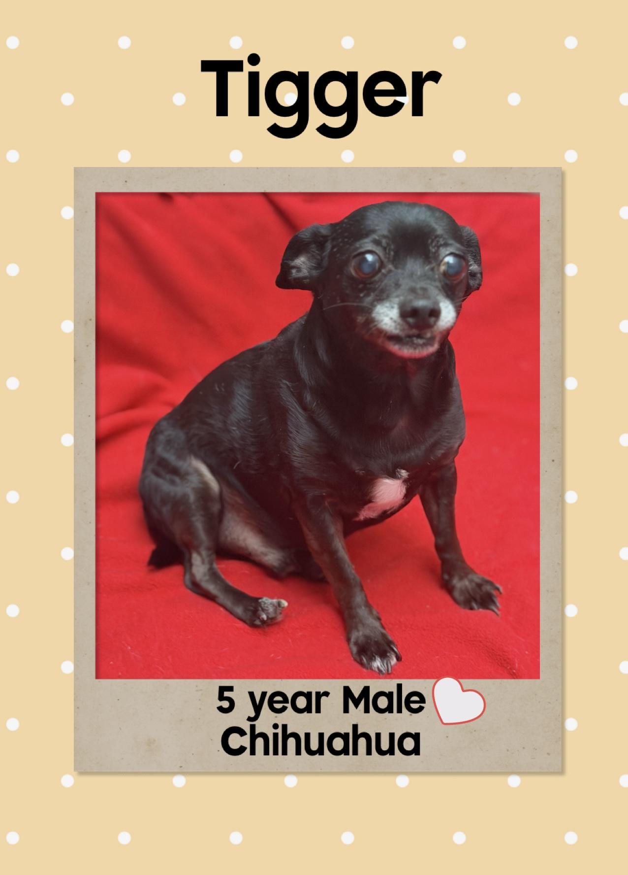 TIGGER – 5 YEAR MALE CHIHUAHUA@ PETCO, 5011 E. RAY ROAD, PHX 85044 ON SATURDAY, OCT 25th, 11–2PM