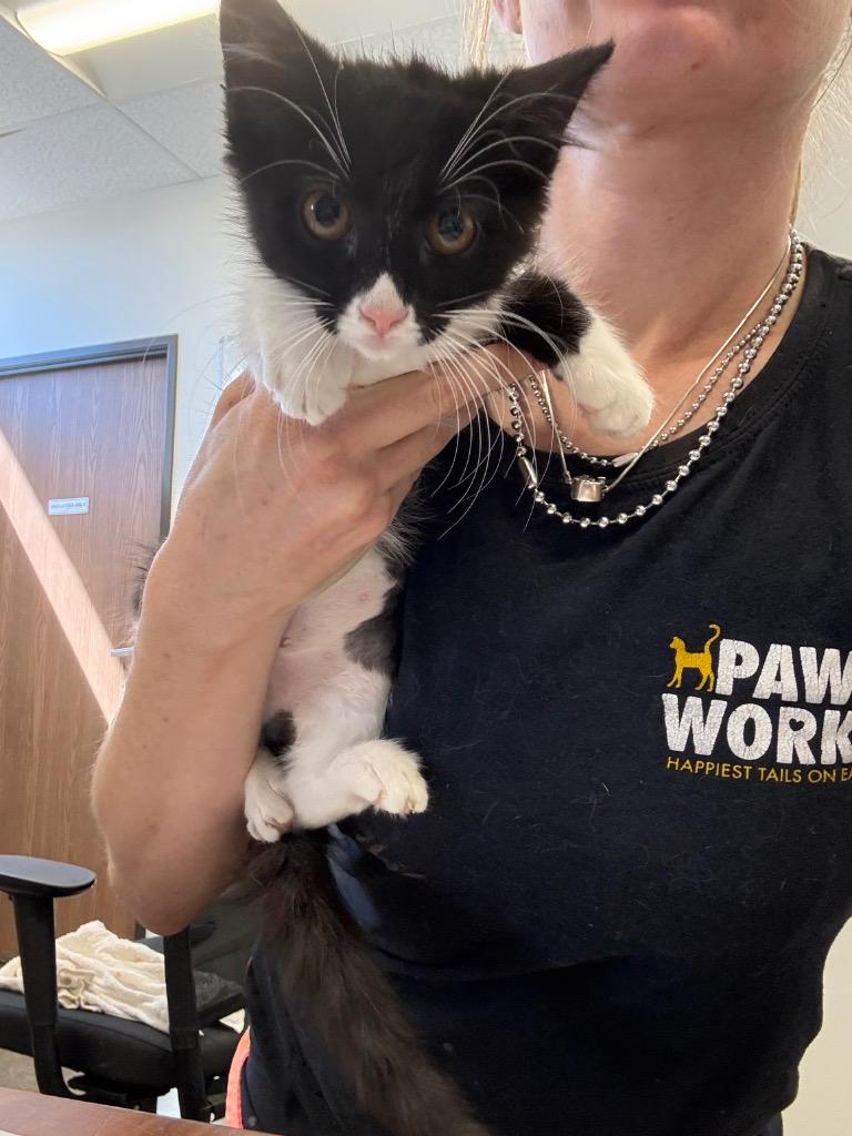 Pepper, Adoptable, Kitten Female Domestic Short Hair.