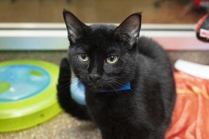 89009a Pete Wentz, Adoptable, Adult Male Domestic Short Hair & Domestic Short Hair.