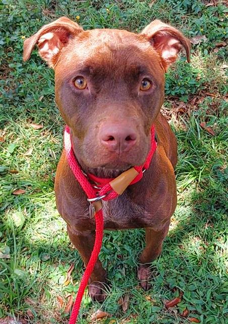 CHOCO LATTE, Adoptable, Adult Female American Staffordshire Terrier.