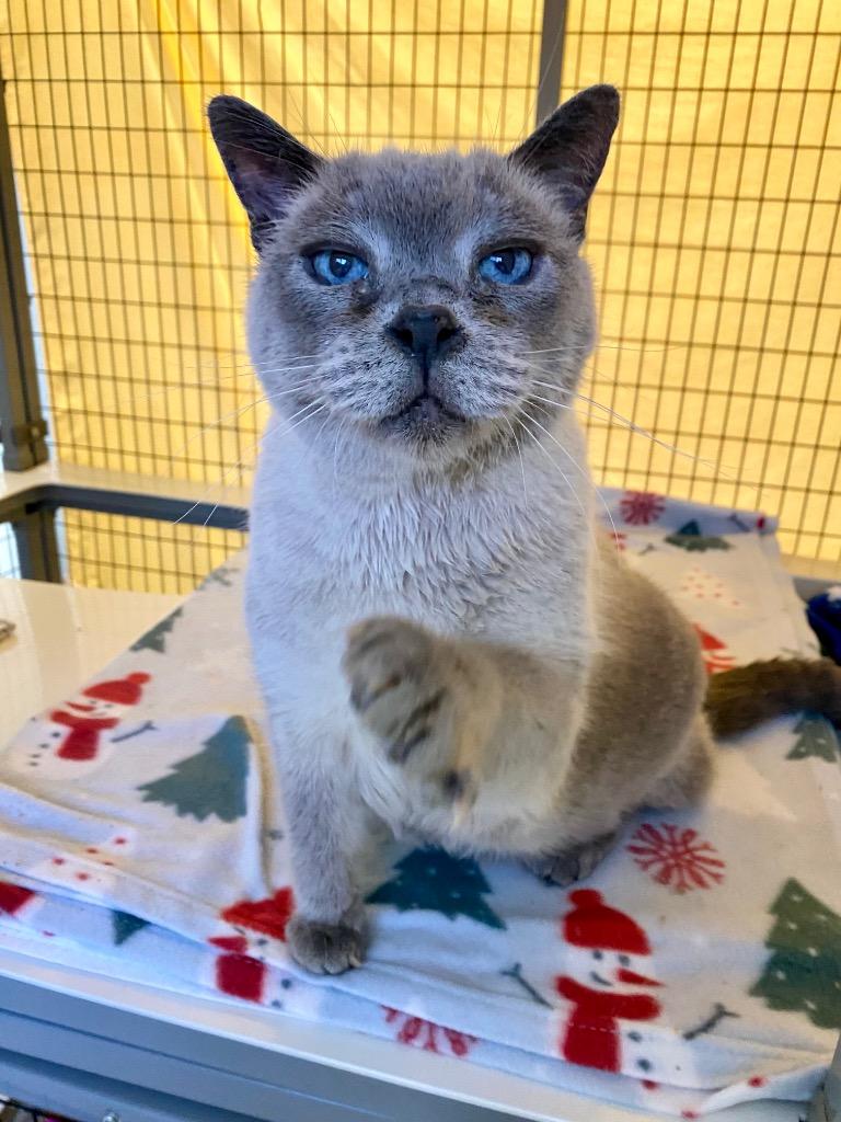 Blue Bird, Adoptable, Senior Female Burmese.
