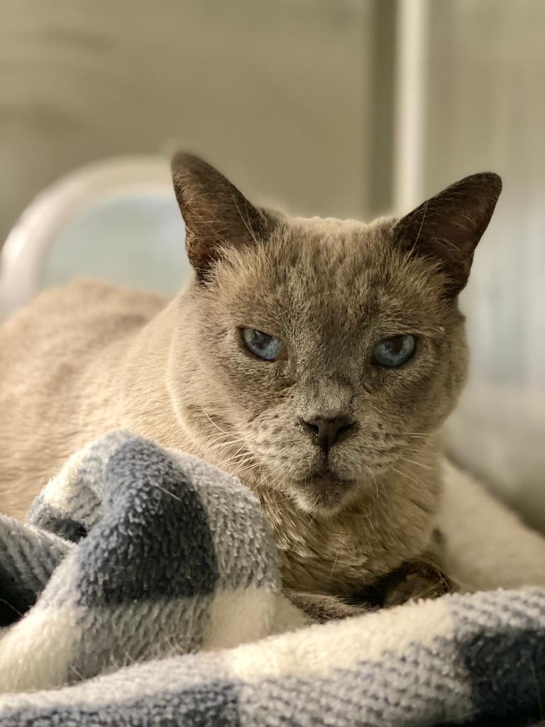 Enlarge Blue Bird, a Adoptable Burmese in Grants Pass, OR image 2/4