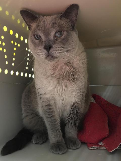 Enlarge Blue Bird, a Adoptable Burmese in Grants Pass, OR image 3/4