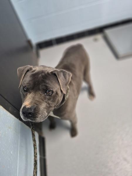 Pen 146 Monty Hw+, Adoptable, Adult Male Pit Bull Terrier.