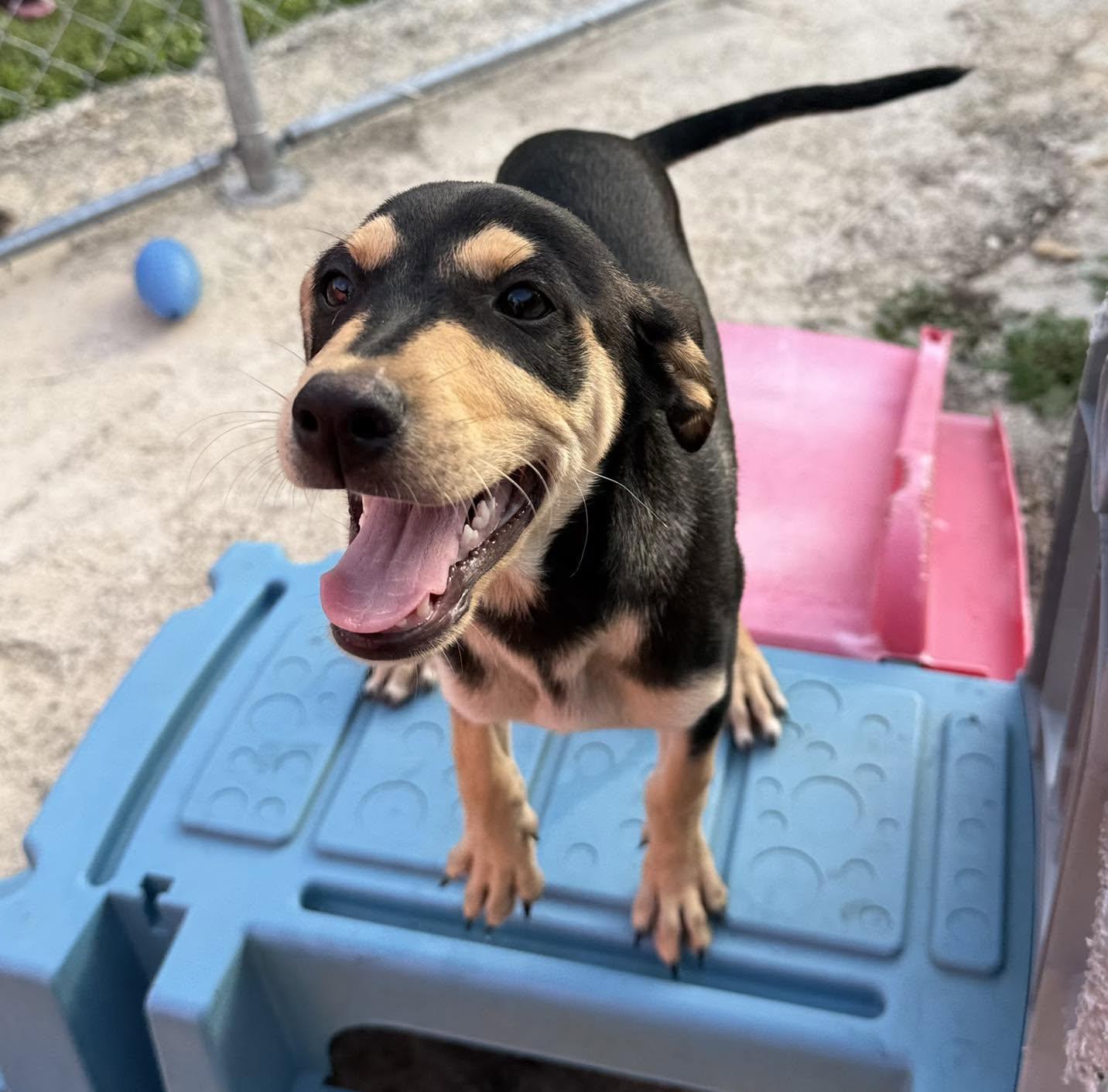 Jack, an adopted mixed breed in ISABELA, PR image 2/2