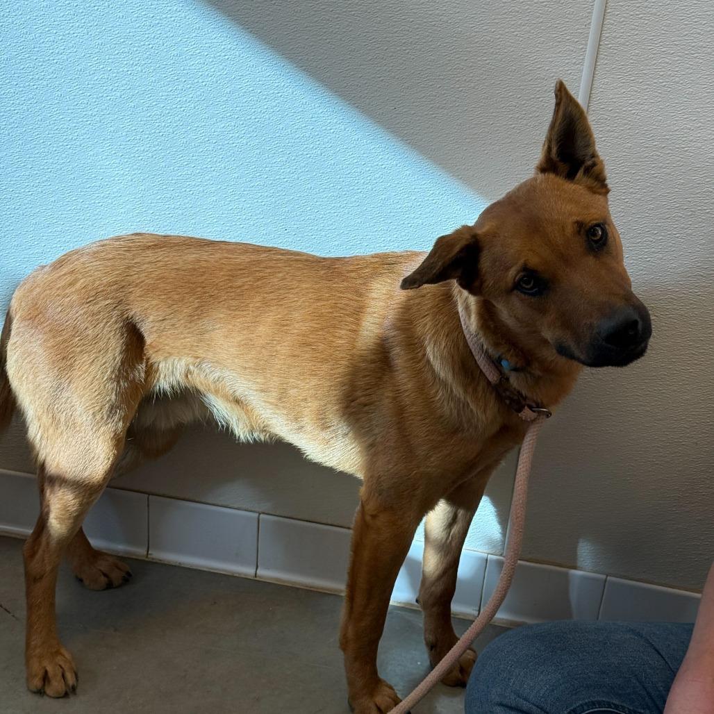 Dewey, a Adoptable mixed breed in Rifle, CO image 1/2