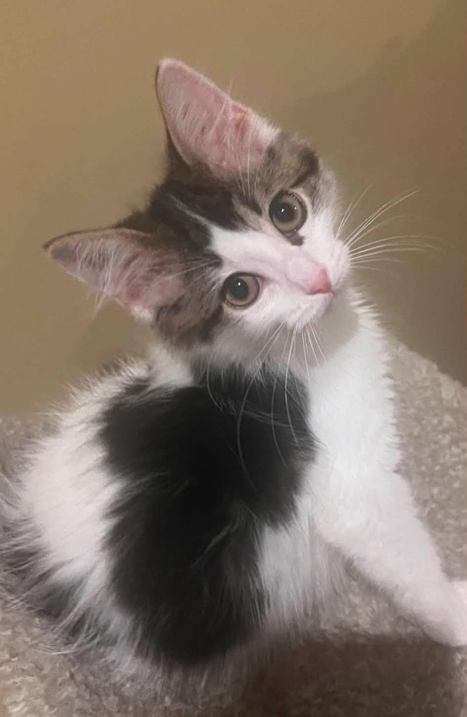 Lavender, Adoptable, Kitten Female Domestic Long Hair & Tabby.