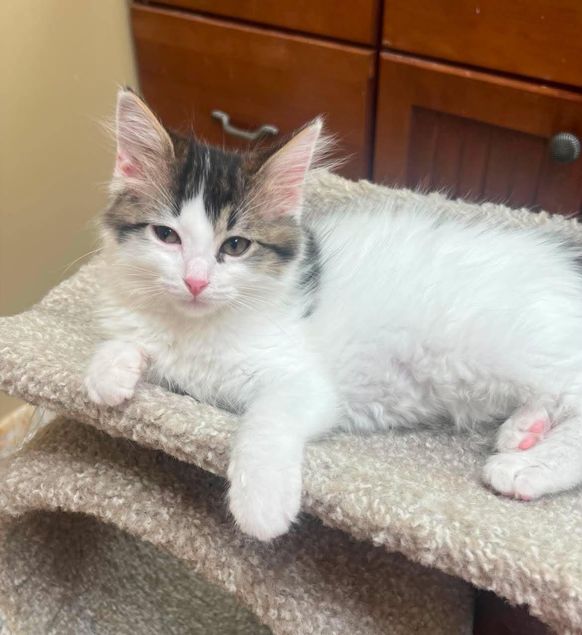 Enlarge Lavender, a Adoptable mixed breed in Chicago, IL image 2/6