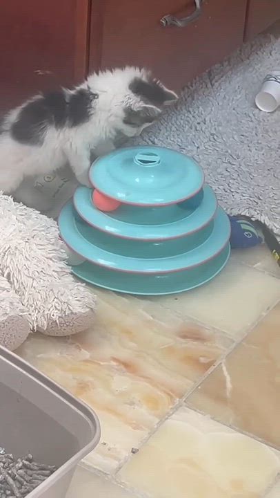 Enlarge Lavender, a Adoptable mixed breed in Chicago, IL video 5/6