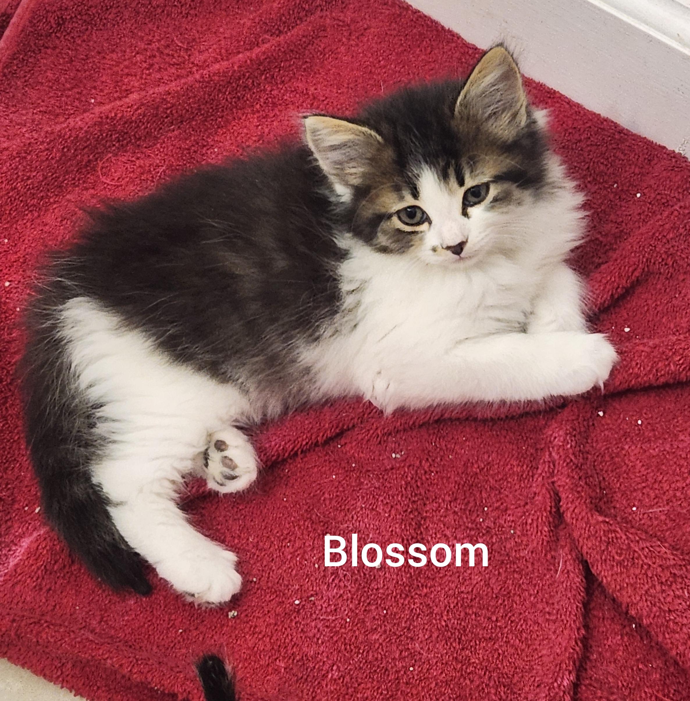 Blossom ( Powerpuff litter) Orlando Fl , ADOPTABLE, Kitten Female Domestic Long Hair.