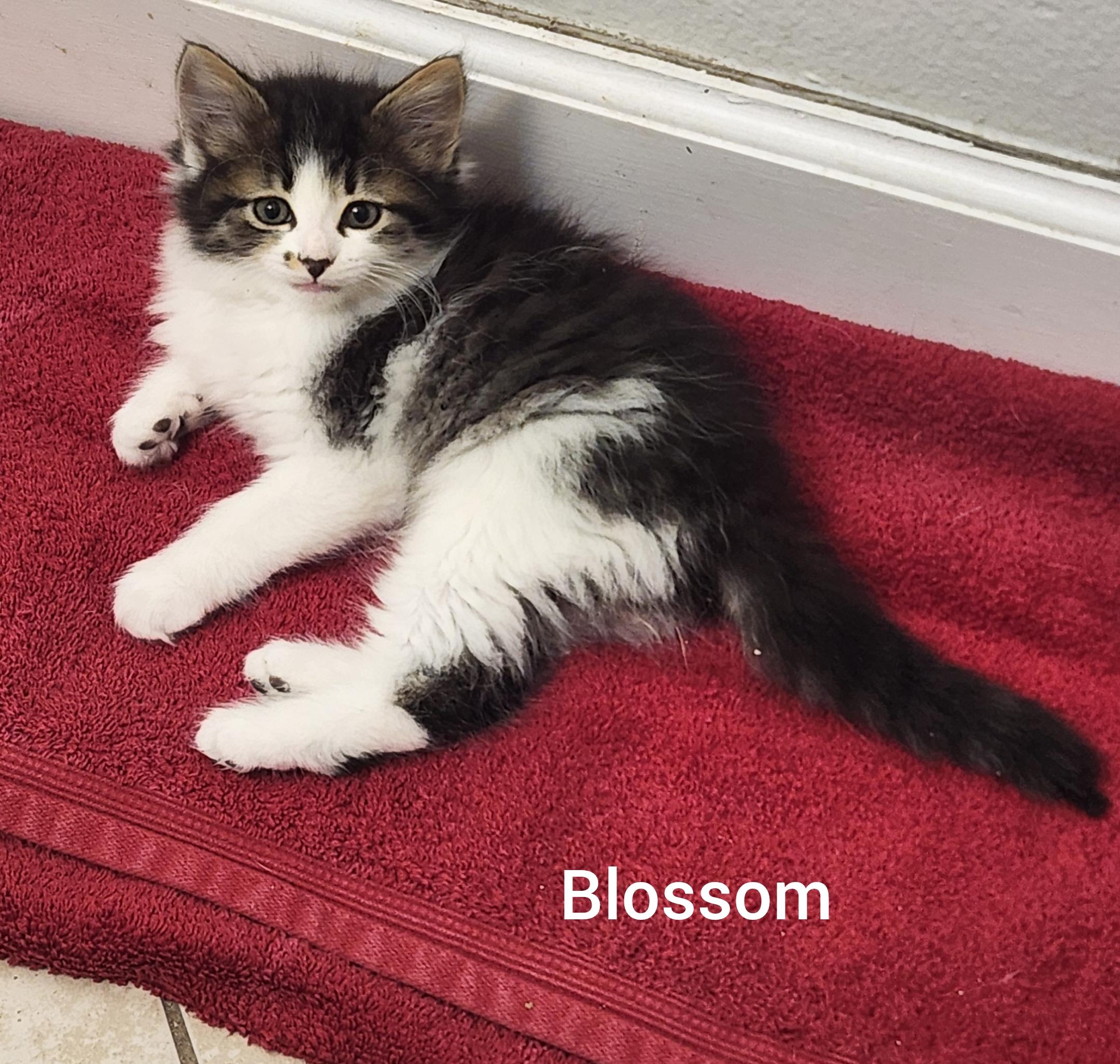 Enlarge Blossom ( Powerpuff litter) Orlando Fl , a ADOPTABLE Domestic Long Hair in Orlando, FL image 2/3